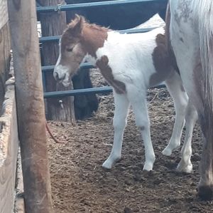 Meet your Posher, Ellen